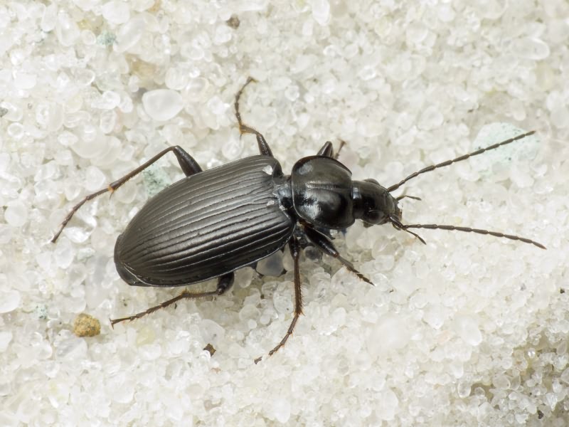 Agonum emarginatum (Gyllenhal, 1827)